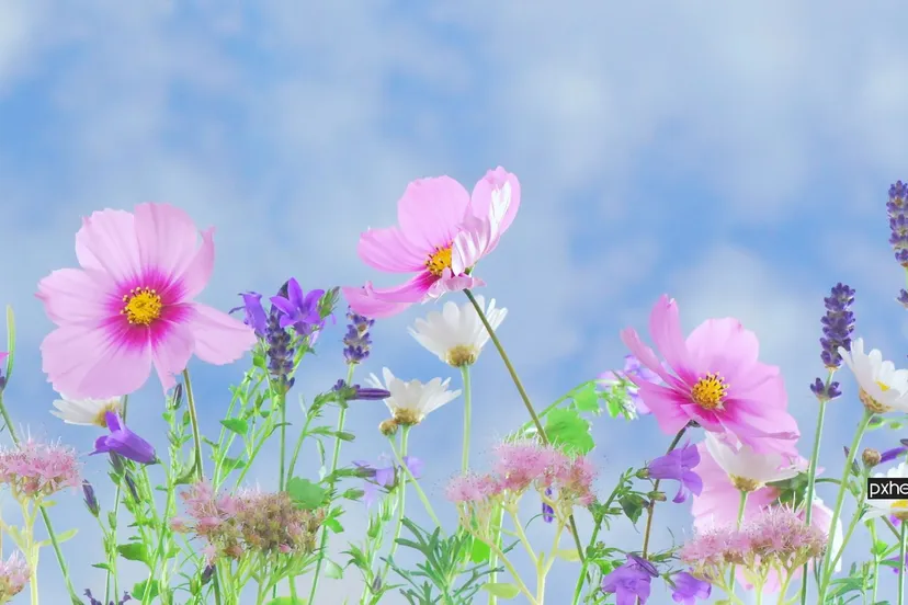 2022 09 15 voorjaar nature grass blossom plant sky white 1086760 pxhere