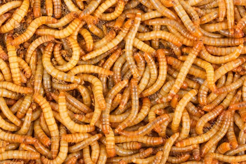 2022 09 27 depositphotos 67607283 stock photo background of mealworms