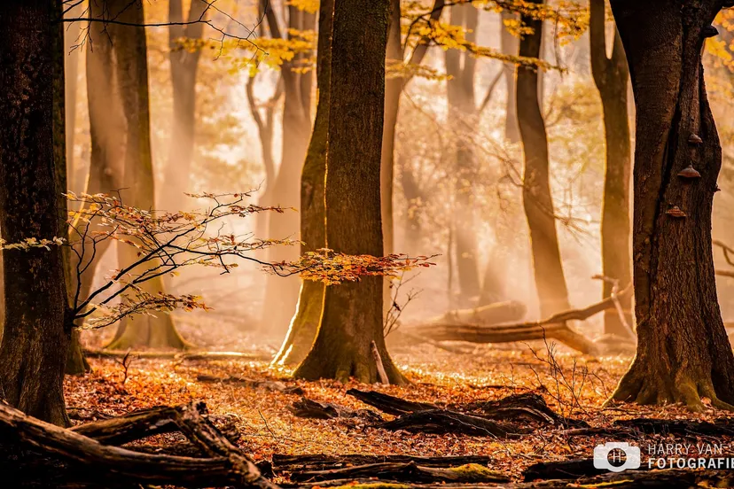 2022 11 19 harry van t veld speulderbos 1e prijs 2