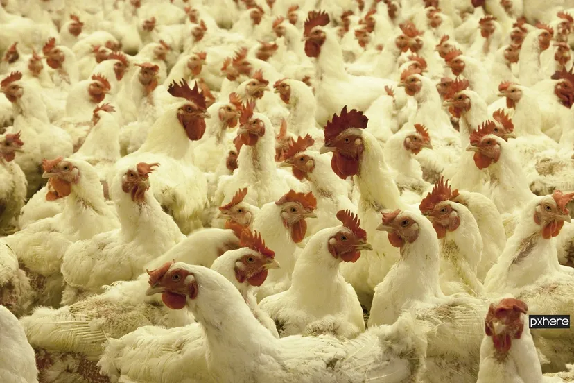 2022 11 30 pluimvee nature bird white rural farming beak 564042 pxherecom