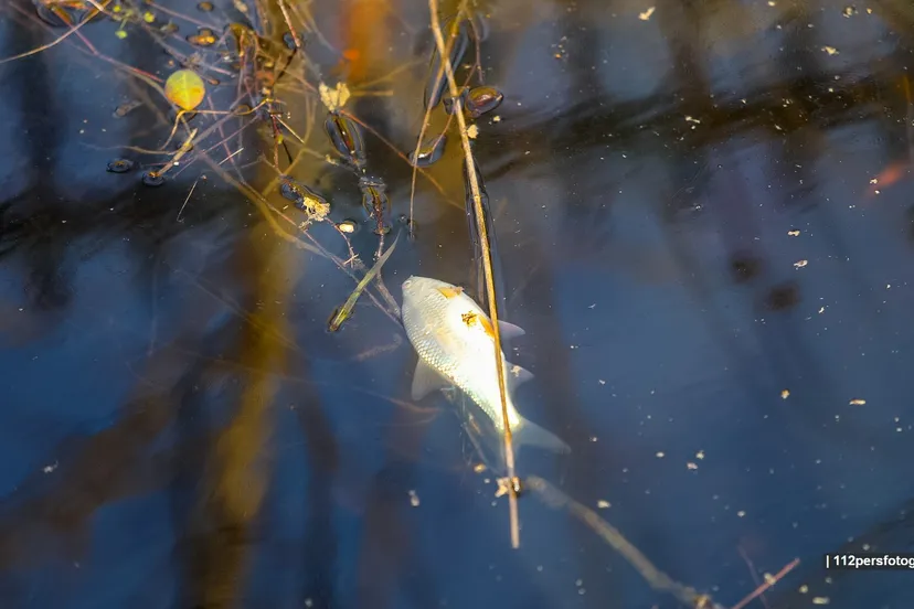 2023 02 06 dode vissen 4