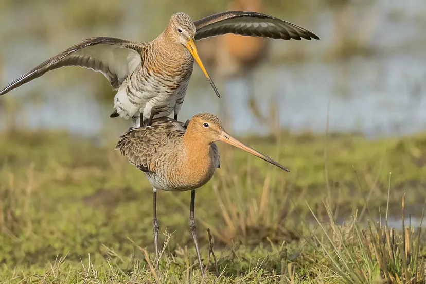 2023 03 31 parende gruttos tjitte vd velde1