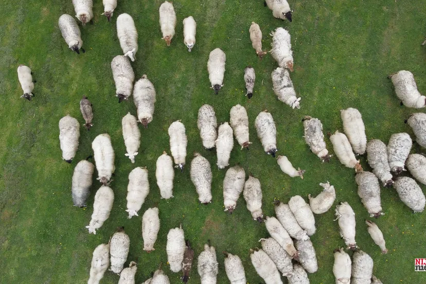 2023 04 12 schapen ely 1