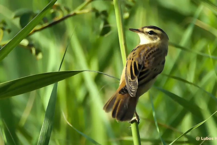 2023 08 13 waterrietzanger