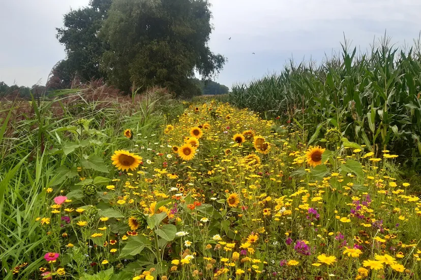 2023 09 05 akkerrand 2023 1