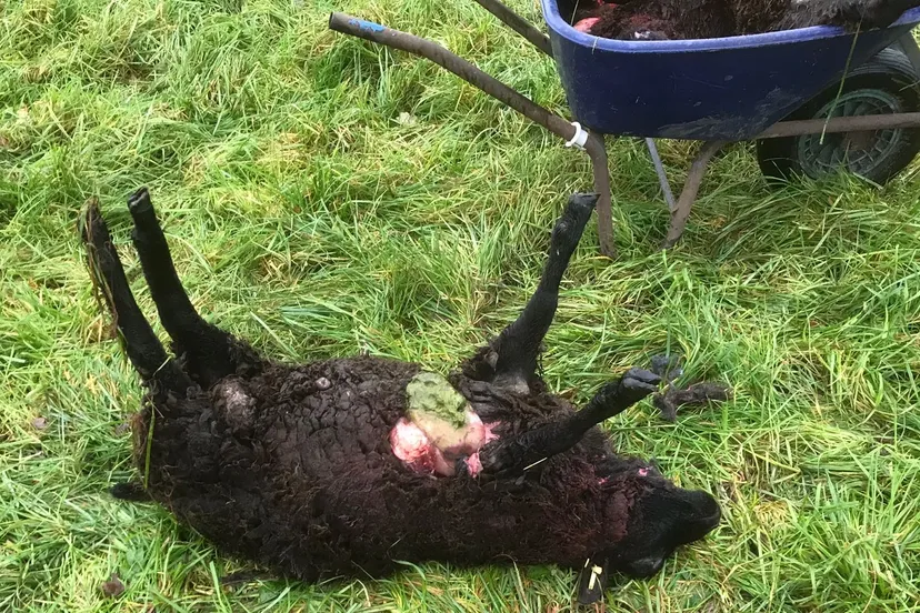 2023 11 28 dood schaap