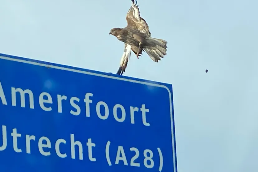 2023 12 03 wespendief 1