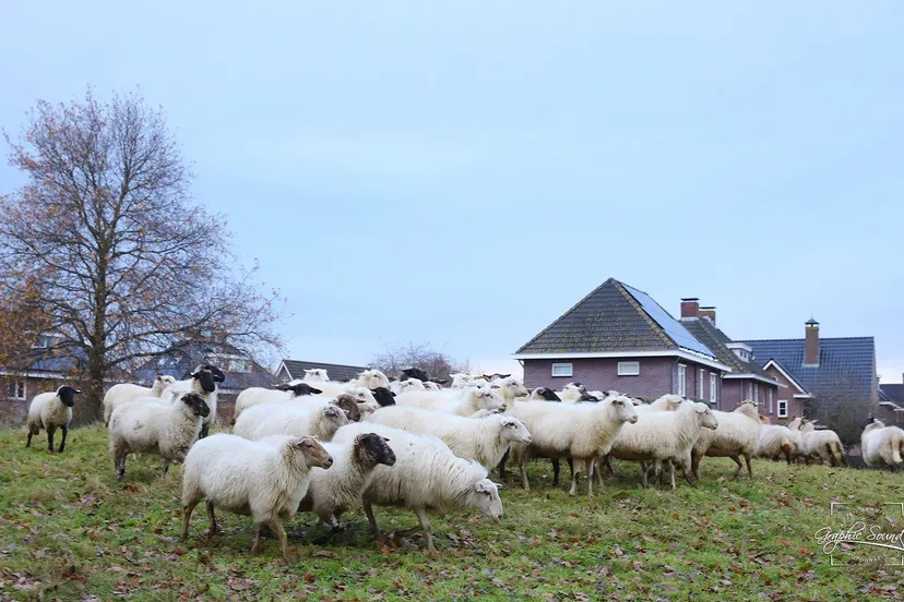 2023 12 04 schapen uitzwaaien 07