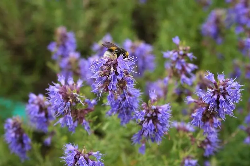 a5pnakjqxfhpl2u7abddiwtu1 2013 08 22 kruidentuin