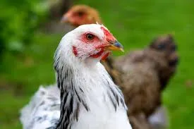 akfnd3h25vanjw4ikqwb9xfll 2013 05 23kip