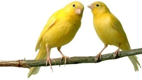 b51ph5o8e08a5ulqr1c3fuy1q vogelvriend