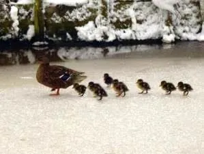 bgcp2424n0cmxajoh7w30bir1 39256