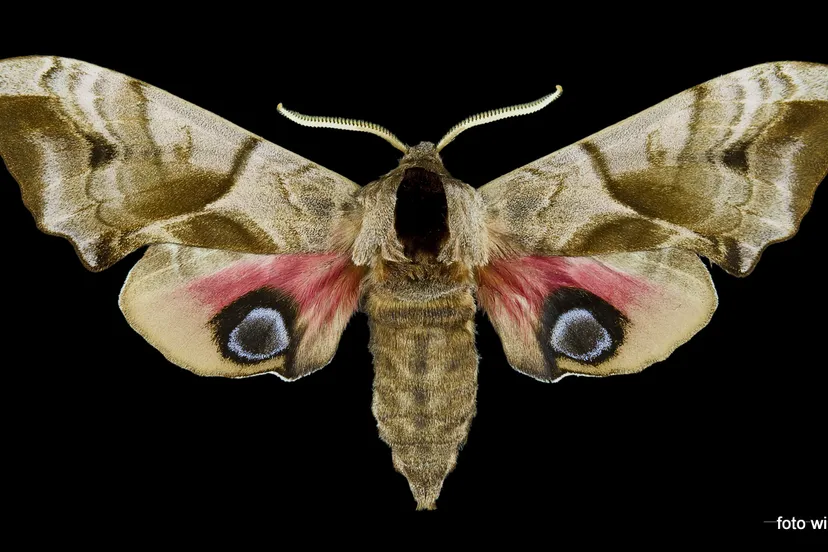 bk2vyid81sf9nvaudwnz1nbdq 2013 09 26 avondpauwoog