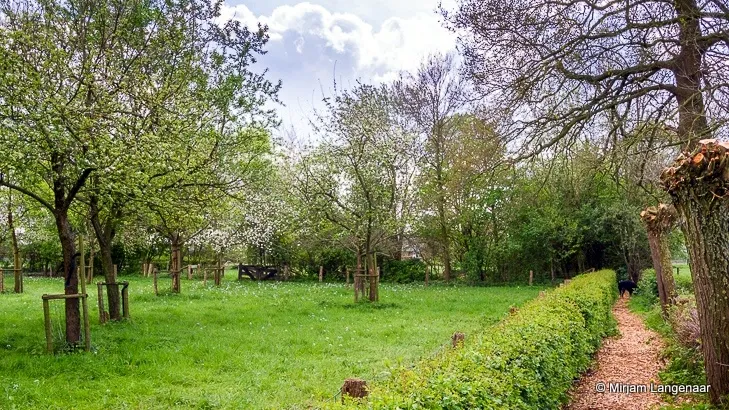 c1bfnjdndcbg6z73ex9vbo481 2014 07 23 boomgaardmetmeidoornmirjamlangenaar