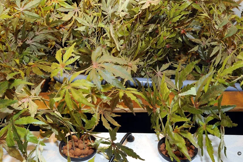 c9697rbrvzi4jd5a25lqzttf5 hennep