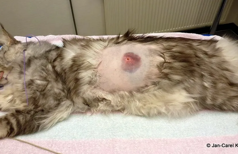 d25j0wggo44ggu4polqp04izs 2014 01 28 kat van jan carel koster