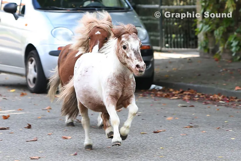 e4p53wjcbhb76fyp0x0ff1fp2 2013 10 08 circus renz 001