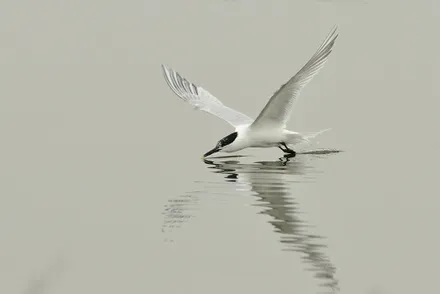 enyd4x67ls58xjgogq2rkeq62 85345