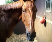 gm9lc7e23om9sewney8cjnnr4 199146