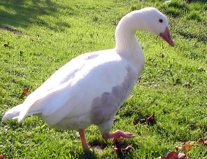 h2etusrmtb8z2u9lr6dcghnyw 2013 06 017kleine gans