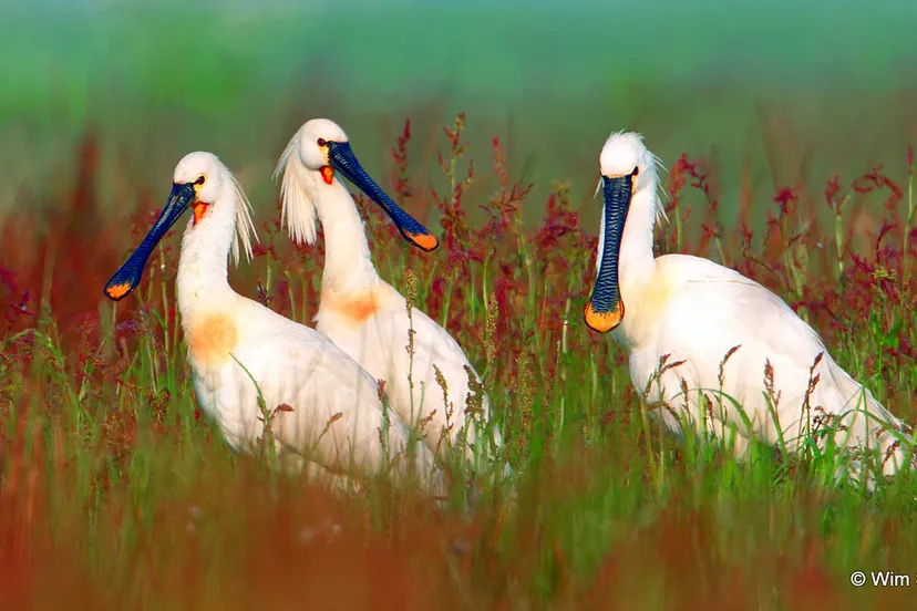 i0jxxafktch03a5jzsqhf0iji polder arkemheenlepelaar