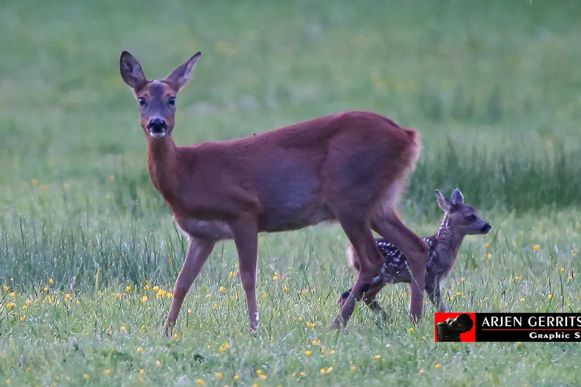 j587vucwf63horol2zyo38751 ree