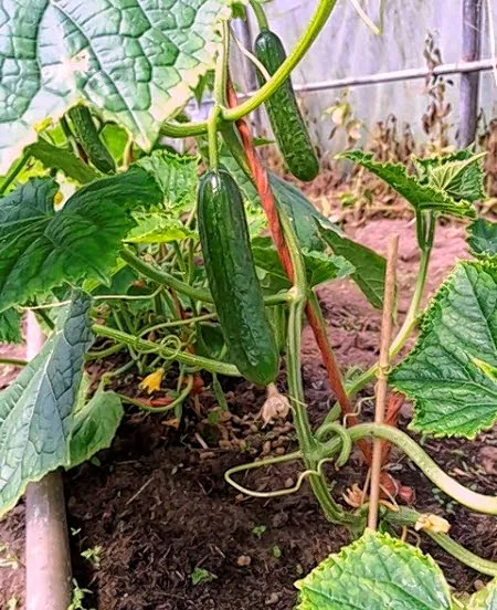 kea2thewiqkm5x9jcdhvu6jkg snackkomkommerpb