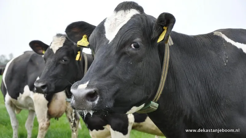 n0lphnymczrdeq017m9ai1ftm koe in de wei kastanjeboom 20120394