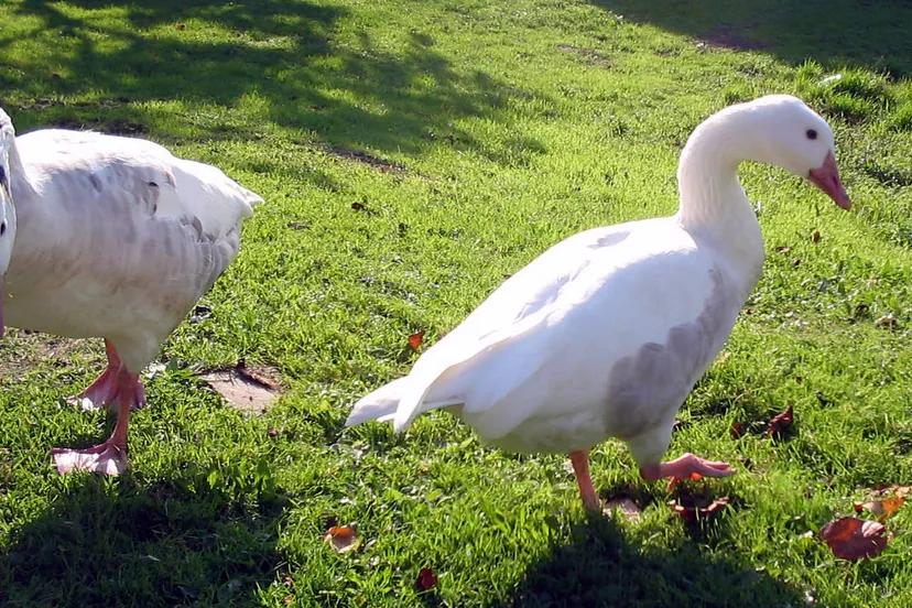 obfpqit0sccnb826414s5qqux 2013 06 16ganzen