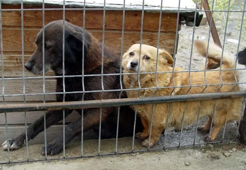 oob9mok9ccdrfvi0om46z6lsj 231655