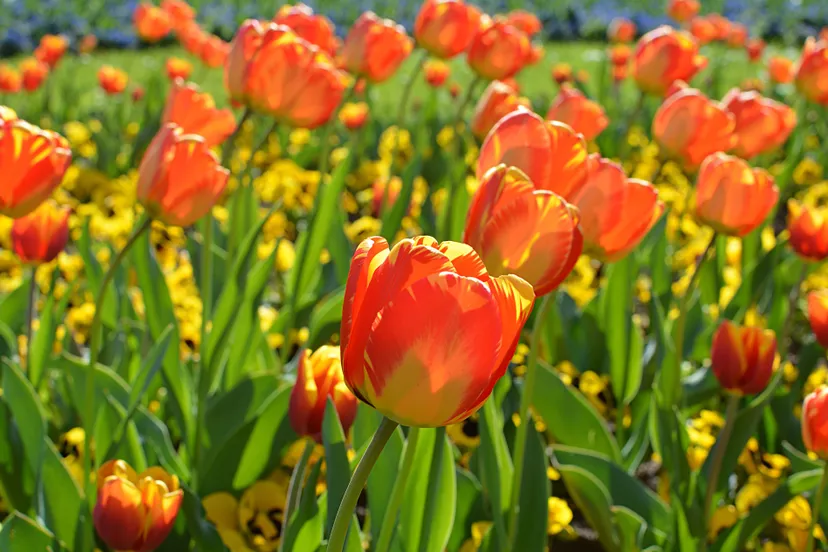 plant flower petal tulip orange spring 574879 pxherecom