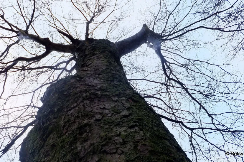 pmqkqiteeu7atm4szpbe61h20 2014 01 24 betsy 1