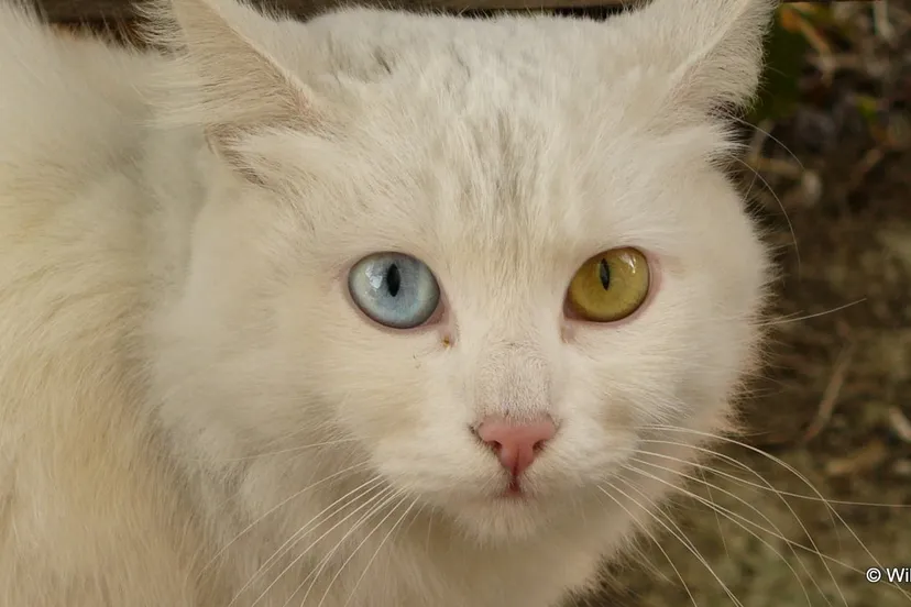 psi7cs4m3ixdkvb130acc26t2 kat