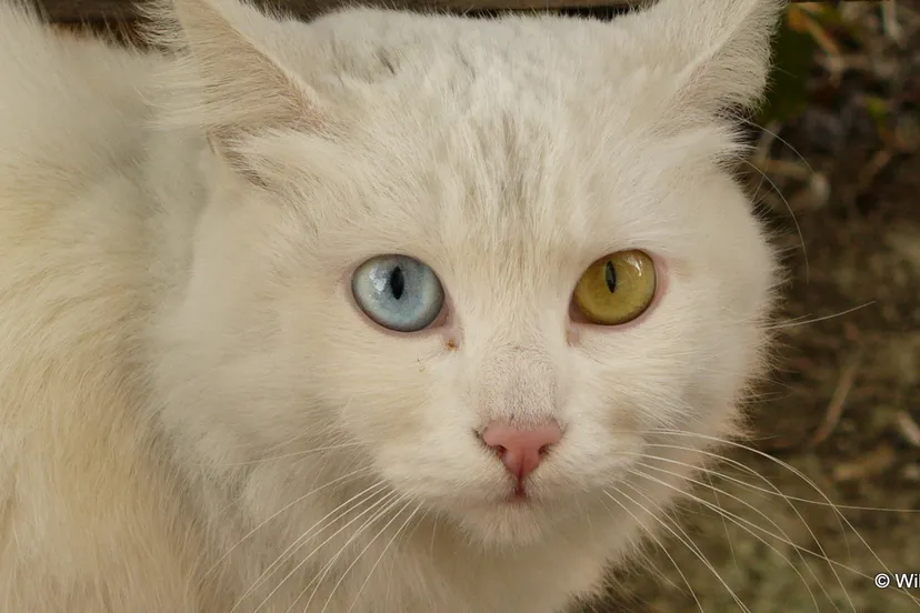 psi7cs4m3ixdkvb130acc26t2 kat