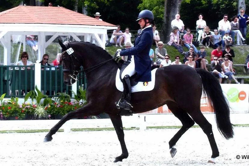 q4q200zjl2bvv7jcdc6aug0oh dressuurclaudia fassaert met donnerfee 1342115804