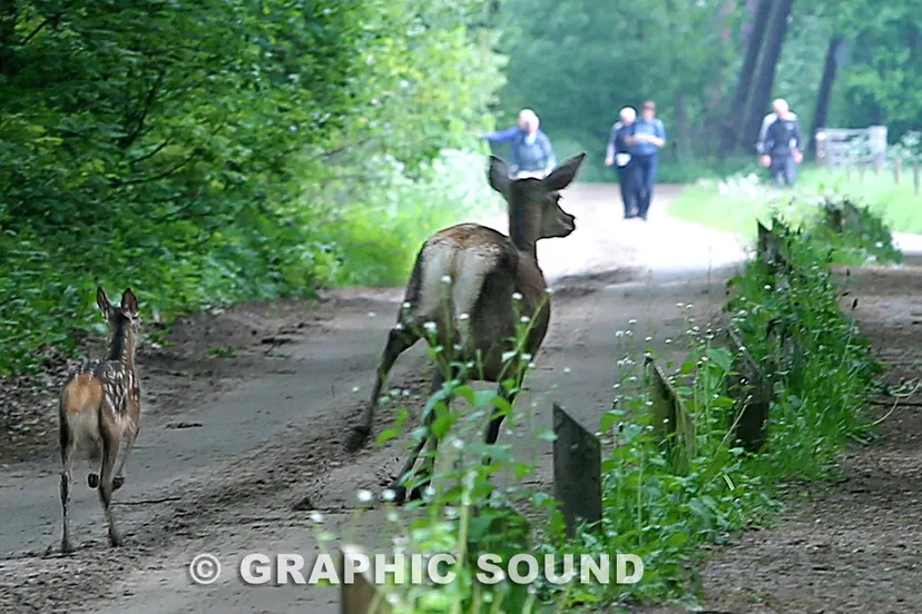 r3p6lqot4323pm5szr0uxvct8 2013 05 25 veluwe wandeltocht05