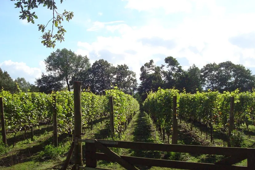 standaard nijkerk wijngaard de breede beek