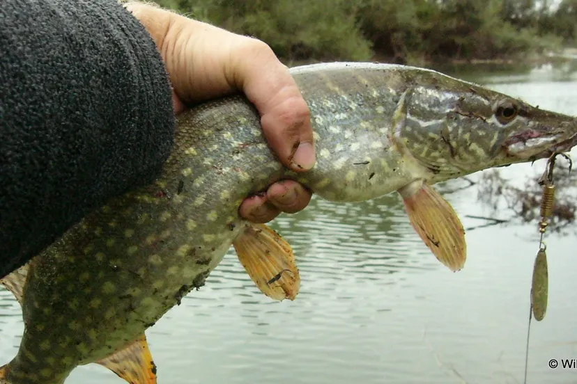 szn9yne6711mde74fcb1bxcaw 2013 10 19 roofvis