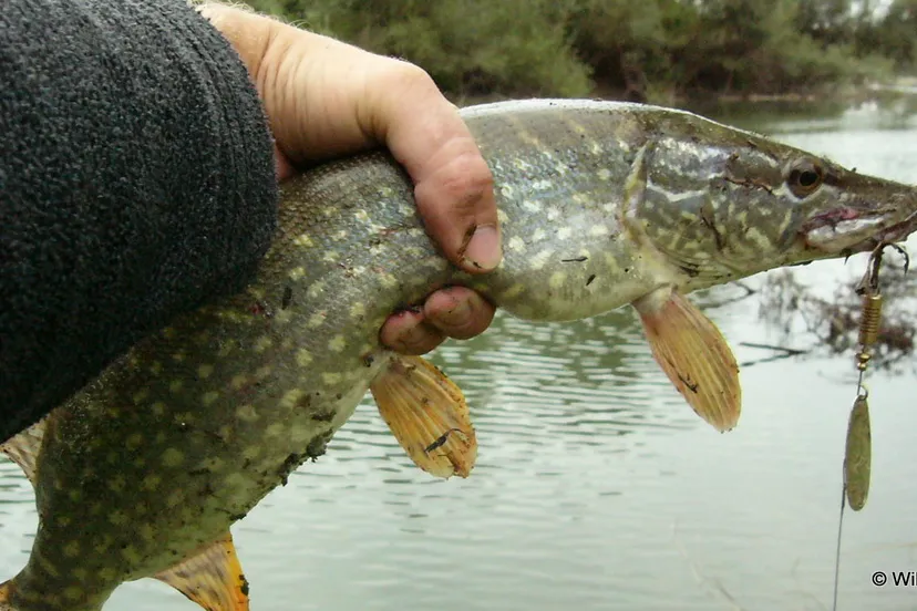 szn9yne6711mde74fcb1bxcaw 2013 10 19 roofvis