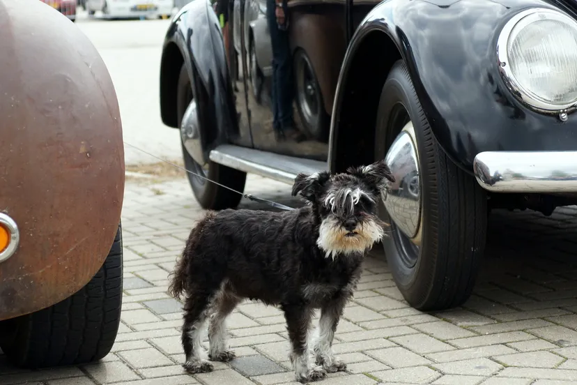 uue0diqb9glnt1mmbv6rw9uky 2013 07 14jansdal oldtimer