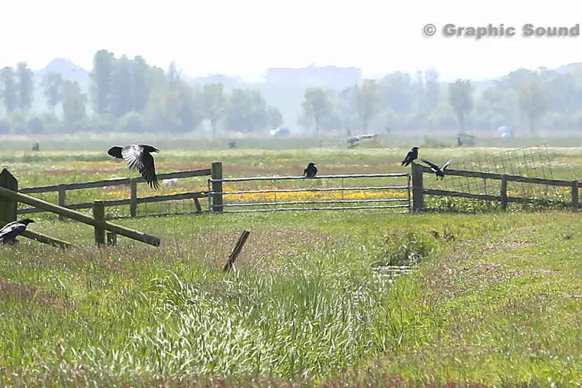 vzocwtn9ol27i0g52edrkowge 2013 06 04raven