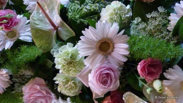 w50nja1koeuajyiq8nqg42joe groei en bloei 1