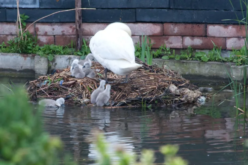 x6k6ddoa4lxsm5ignevnv1bs5 zwanennestfotojaapkramer