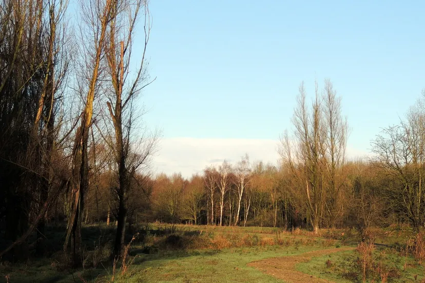 yh3pmk28vh2hkop1z2c60k9ga 2014 01 25 hulckeseijnse bos 2