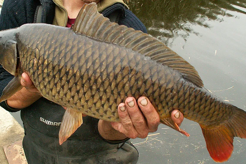 yj7ki0gogdn50e1ahtiwqw3vu 2013 08 12 karper