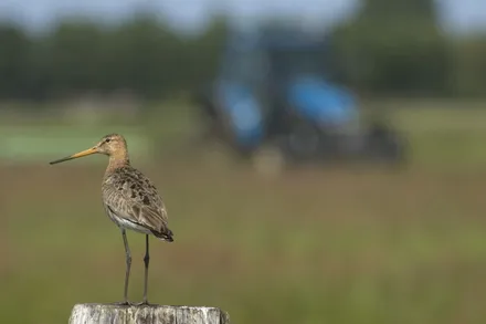 ynfqjajnrzetj7zgm0w5arann 54384