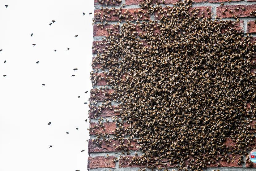 2024 06 17 bijenvolk