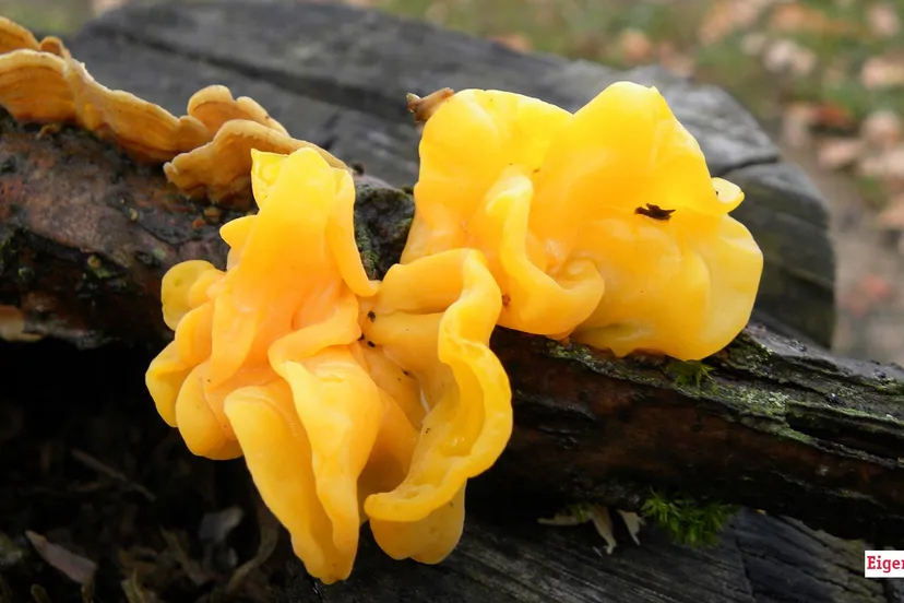 2024 10 03 paddenstoel gele trilzwam