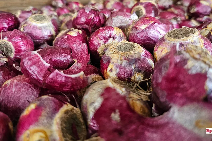 2024 11 01 bloembollen