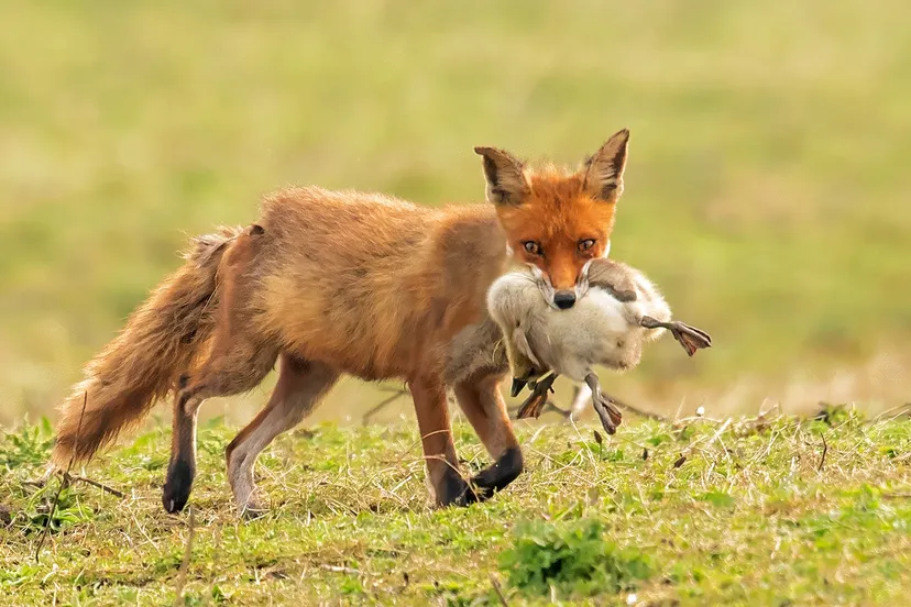 2024 11 01 vnf rene vos